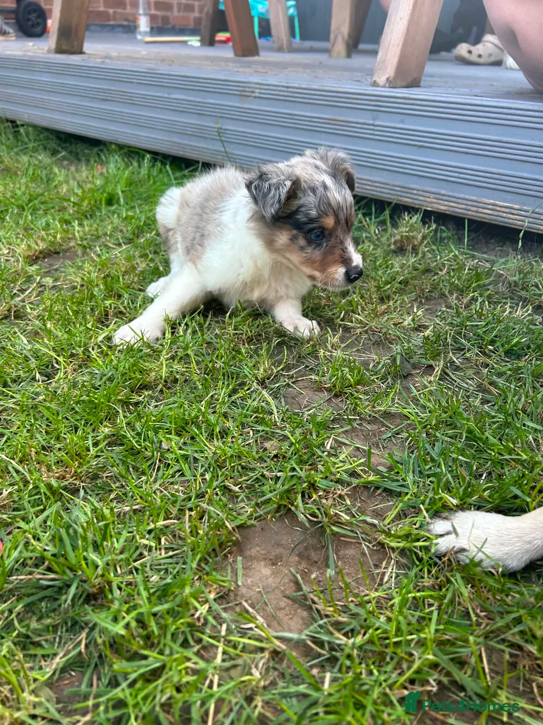 Border Collie dogs for sale: 6 blue merle border collies puppys  - Advert 20