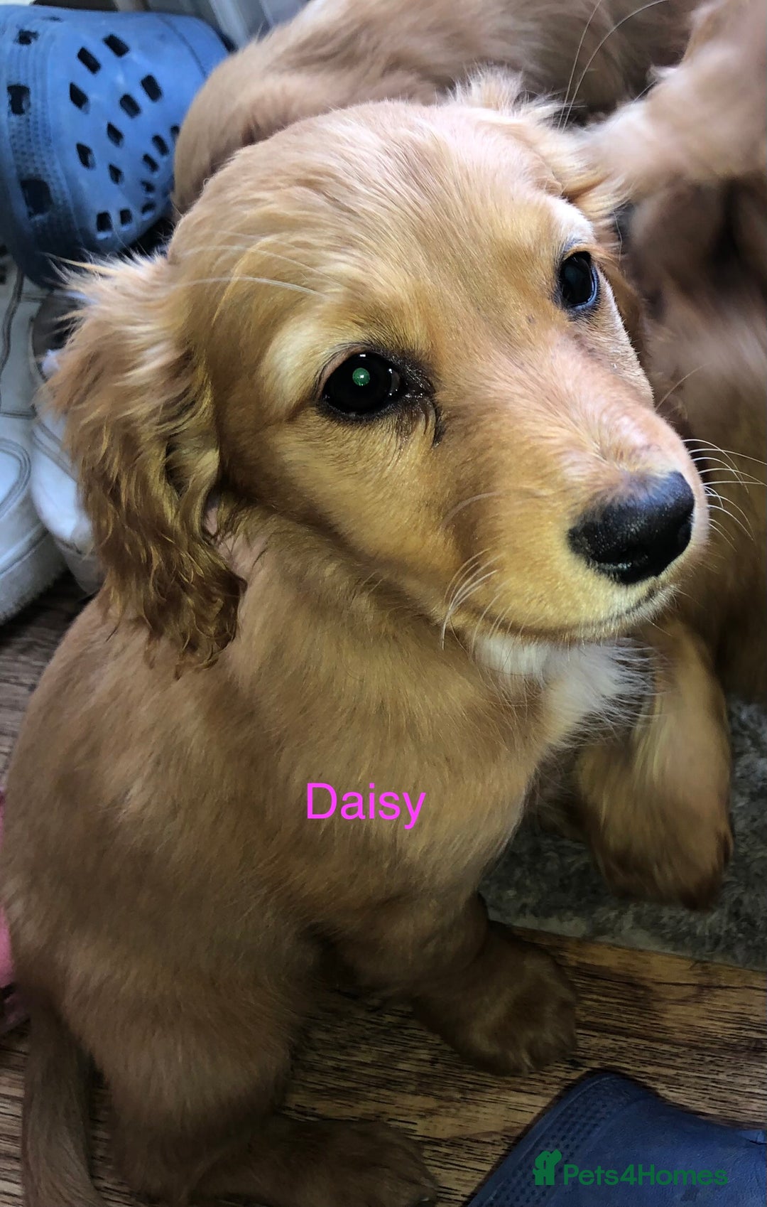 Mixed Breed dogs for sale: 5 adorable puppies - Image 12