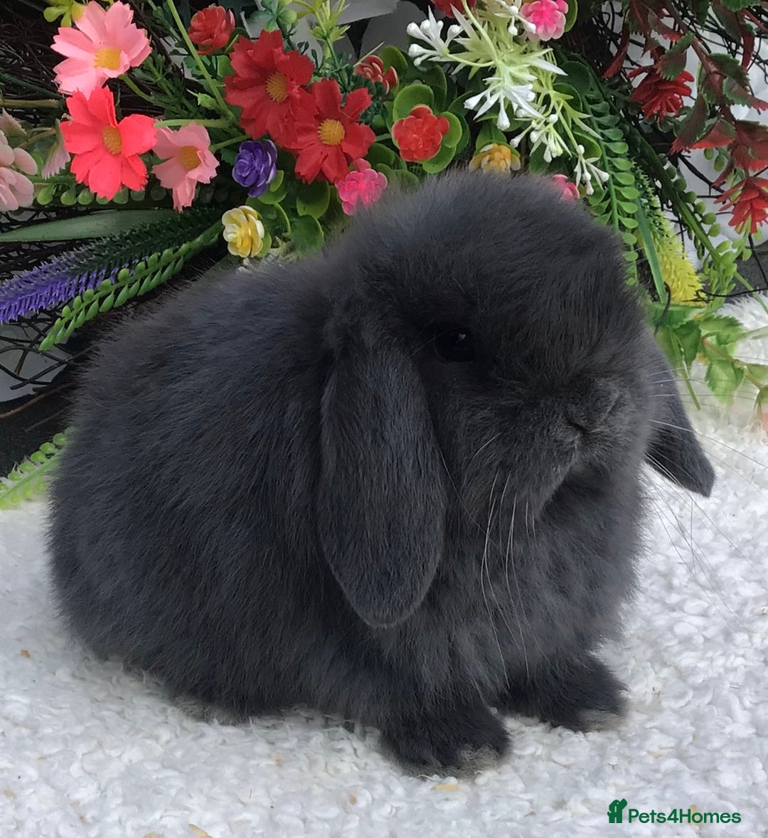 Mini Lop rabbits for sale: Mini lop buck - Advert 5
