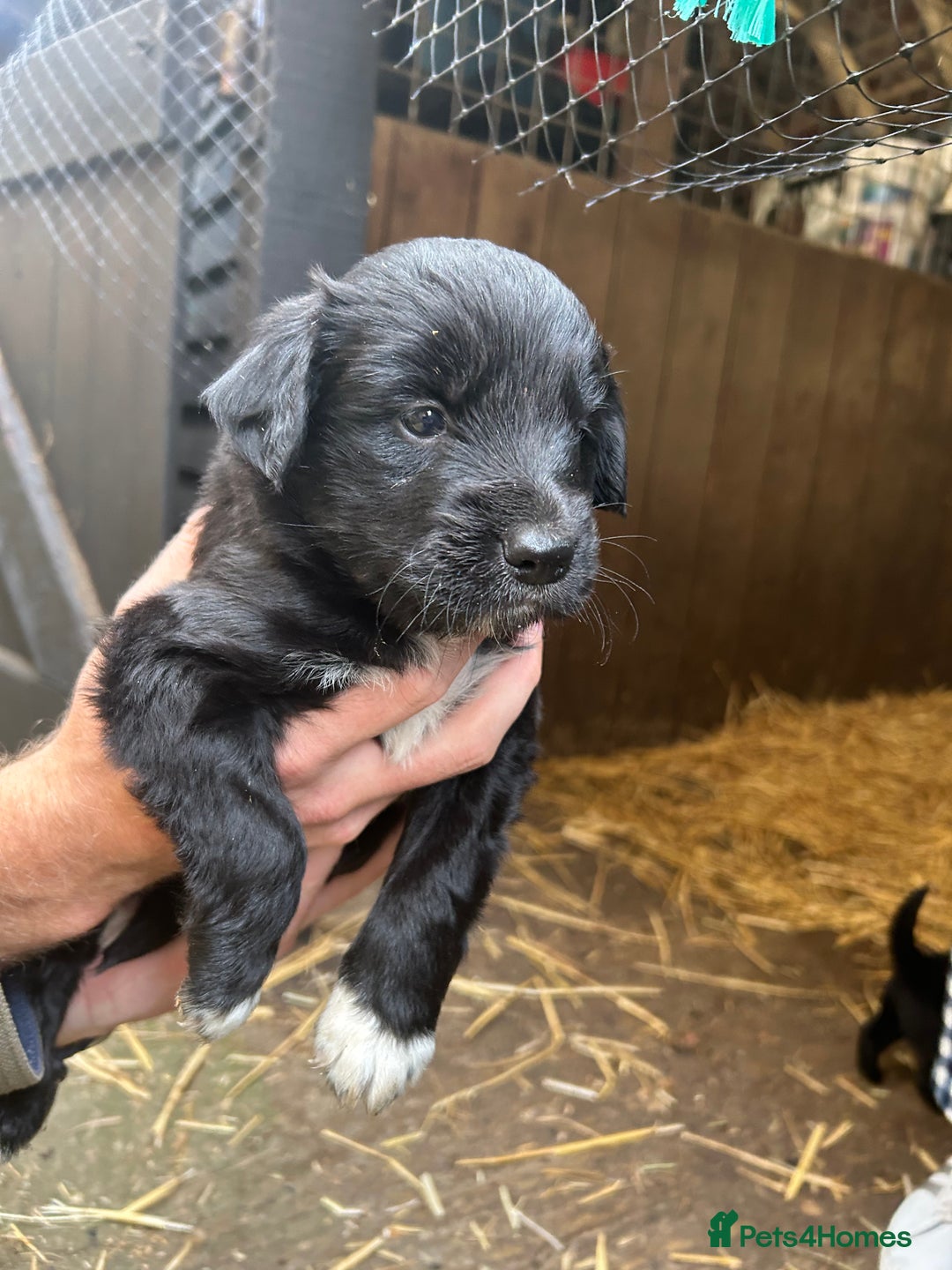 Mixed Breed dogs for sale: Cocker spaniel cross border collie puppies - Image 5