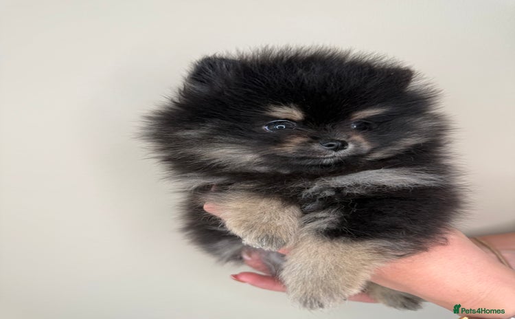 Pomeranian dogs - Advert 3