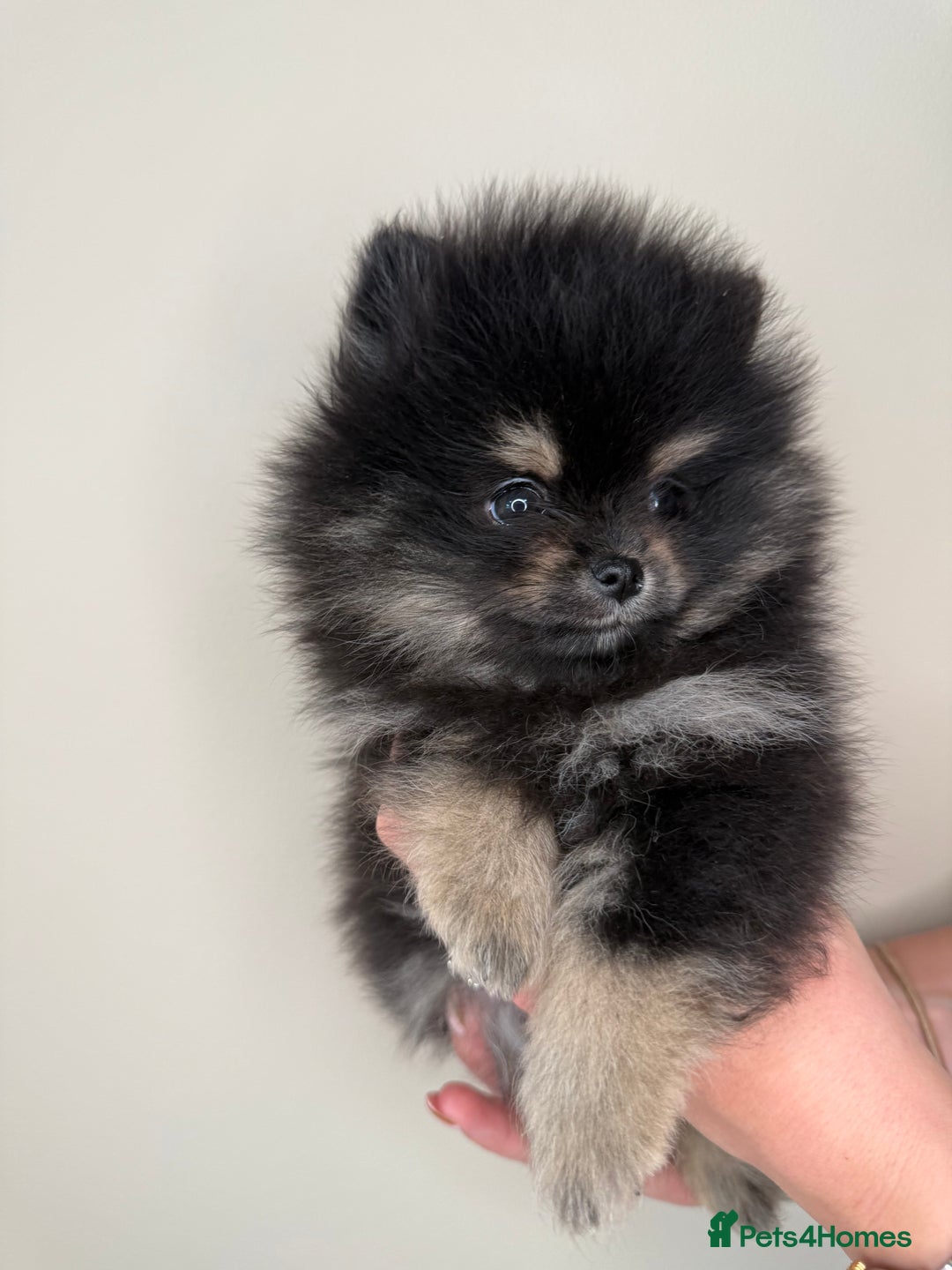 Pomeranian dogs for sale: READY TO LEAVE STUNNING True to type Pomeranians🩷 - Image 3
