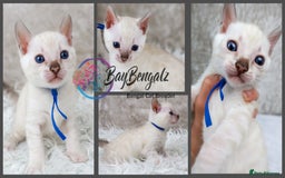 Bengal cats for sale: 1 Boy left, Bengal Snow kittens from RW TGC Sire - Image 16