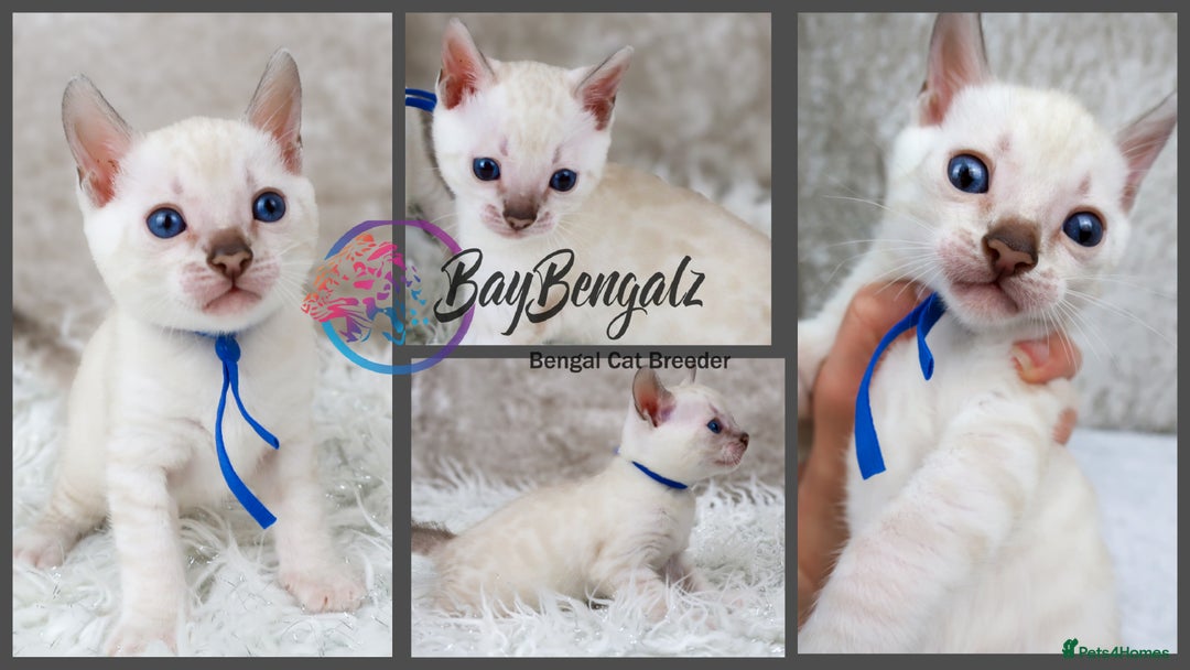 Bengal cats for sale: 1 Boy left, Bengal Snow kittens from RW TGC Sire - Image 16
