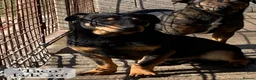 Mixed Breed dogs for adoption: Taco, 10-12 months old. Is reserved 🎉🎉 - Advert 13