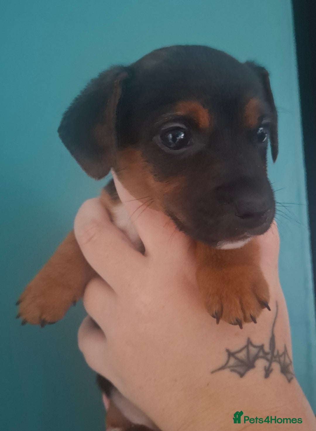 Jack Russell dogs for sale: Jack Russell pups - Image 13