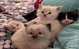 Ragdoll cats for sale: Ragdoll  - Image 1