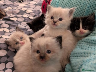 Ragdoll cats - Advert 1