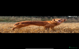 Golden Retriever dogs for sale: Fully health tested KC working golden retrievers  - Image 7