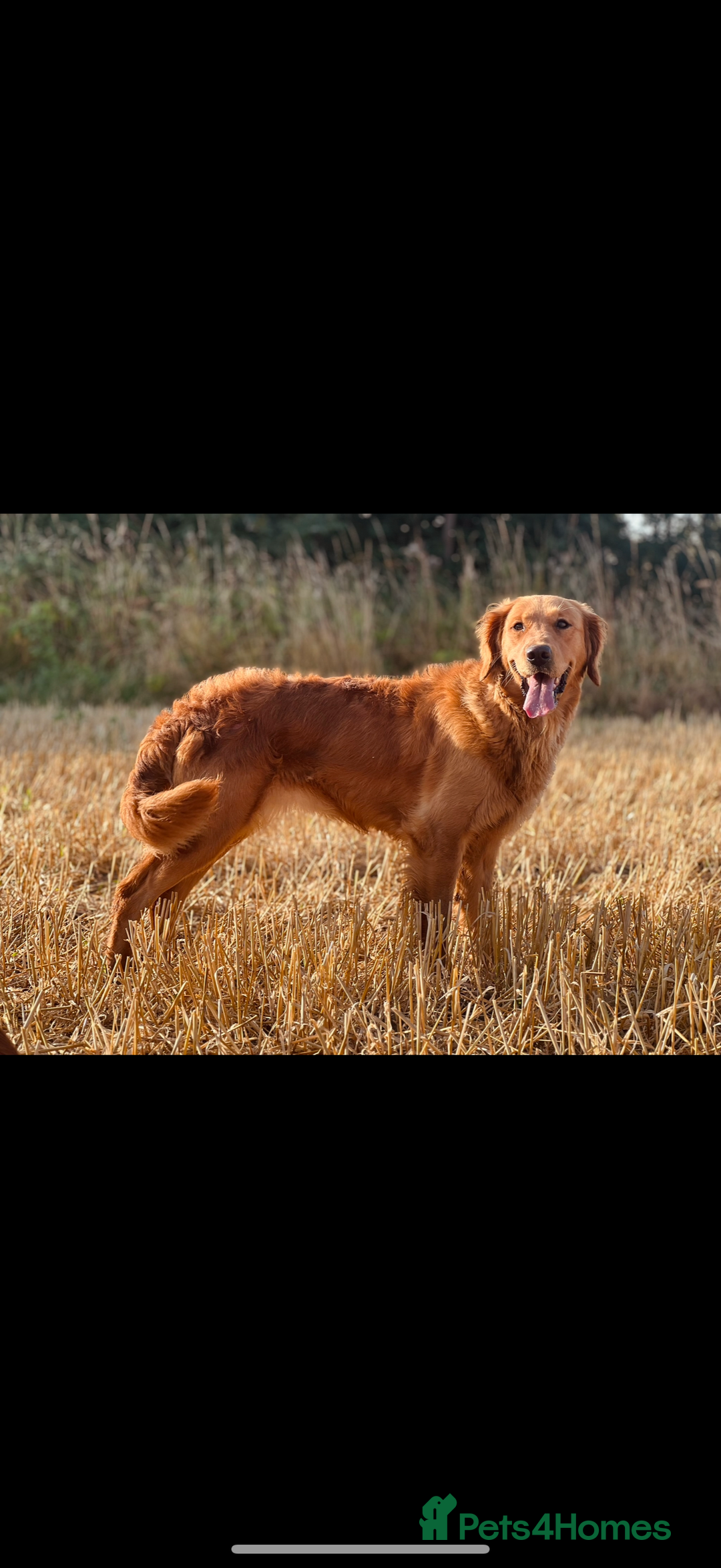 Golden Retriever dogs for sale: Fully health tested KC working golden retrievers  - Image 7
