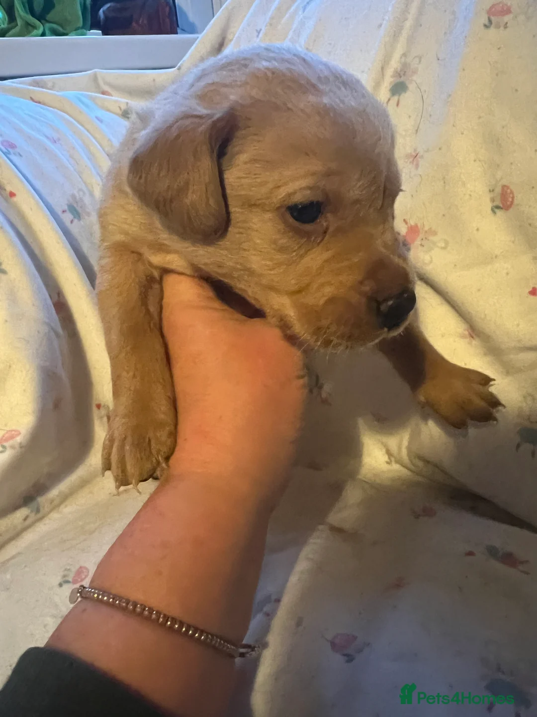 Labrador Retriever dogs for sale: KC Registered Labrador Puppies - Advert 5