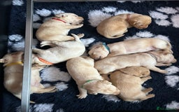 Labrador Retriever dogs for sale: 8 Beautiful Golden Labrador Puppies  - Advert 22