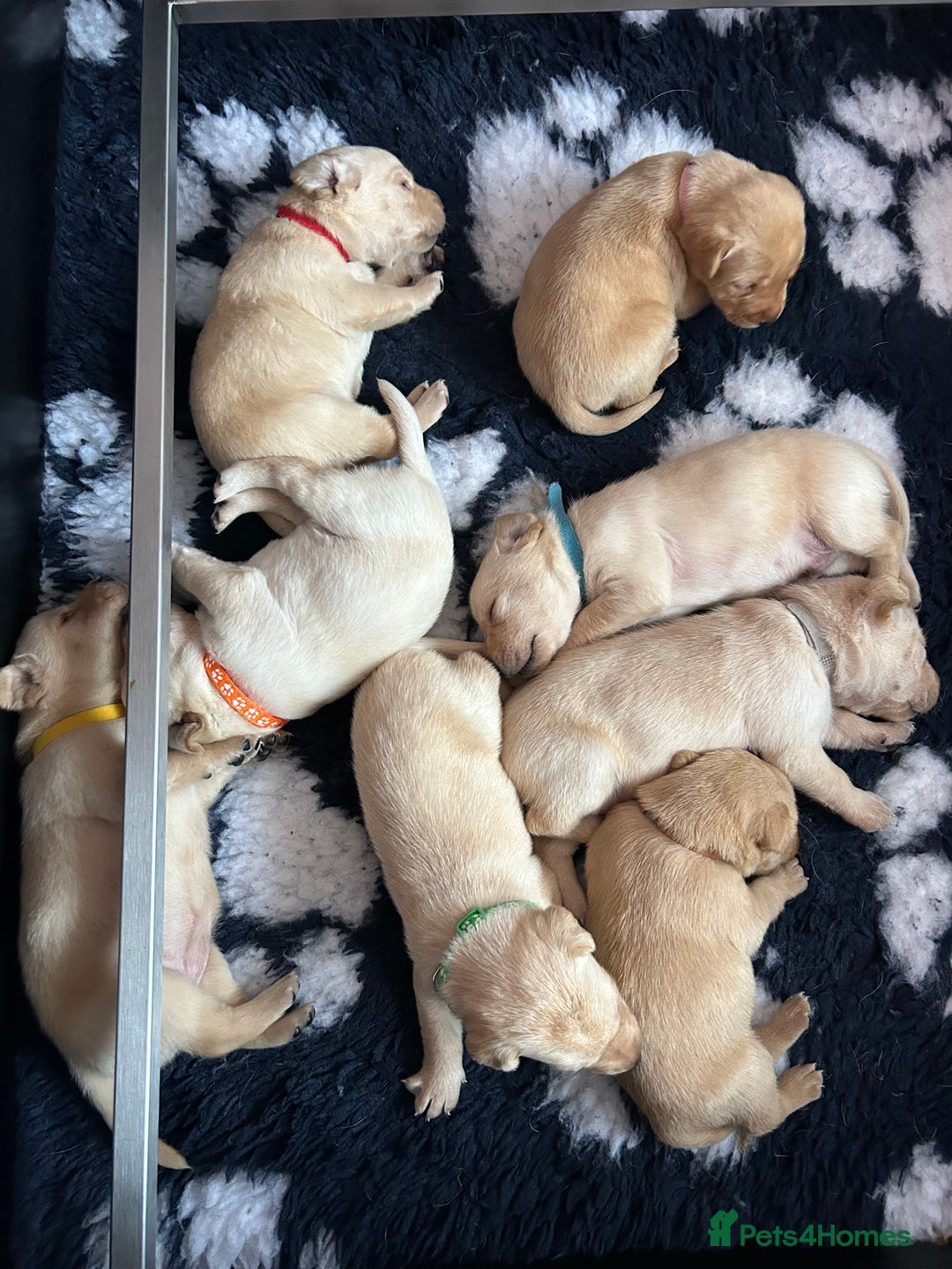 Labrador Retriever dogs for sale: 8 Beautiful Golden Labrador Puppies  - Advert 22