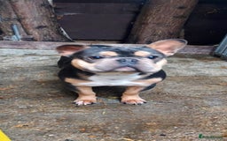 French Bulldog dogs for sale: French bulldog puppies  - Image 13