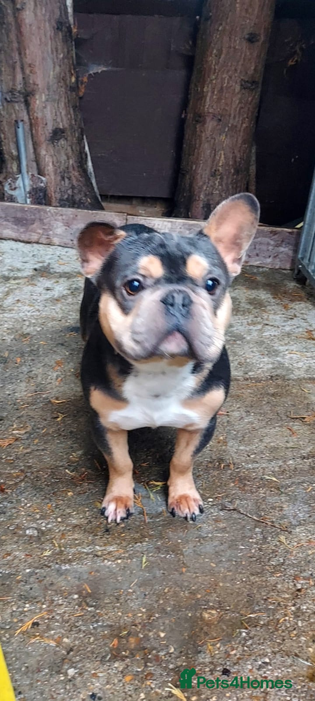 French Bulldog dogs for sale: French bulldog puppies  - Image 13