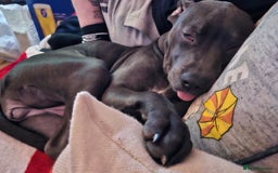 Mixed Breed dogs for sale: Staffordshire bull terrier cross - Image 2