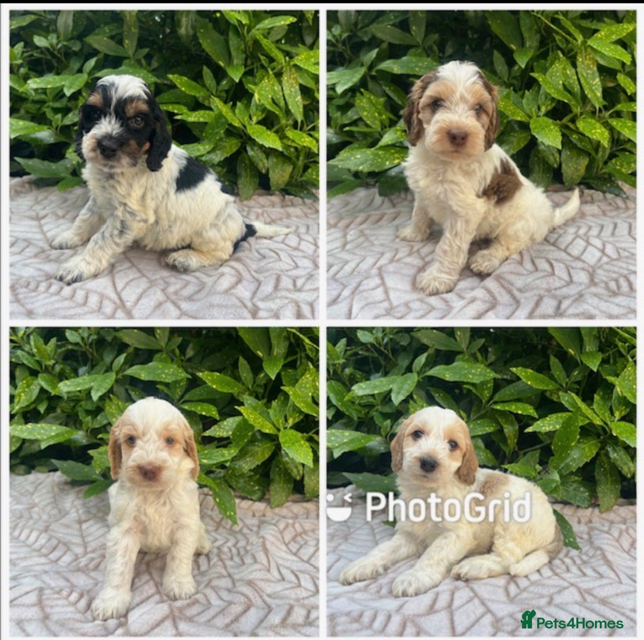 Cockapoo dogs F1 Roan Cockapoo-health tested,full refund guarant - Advert 1