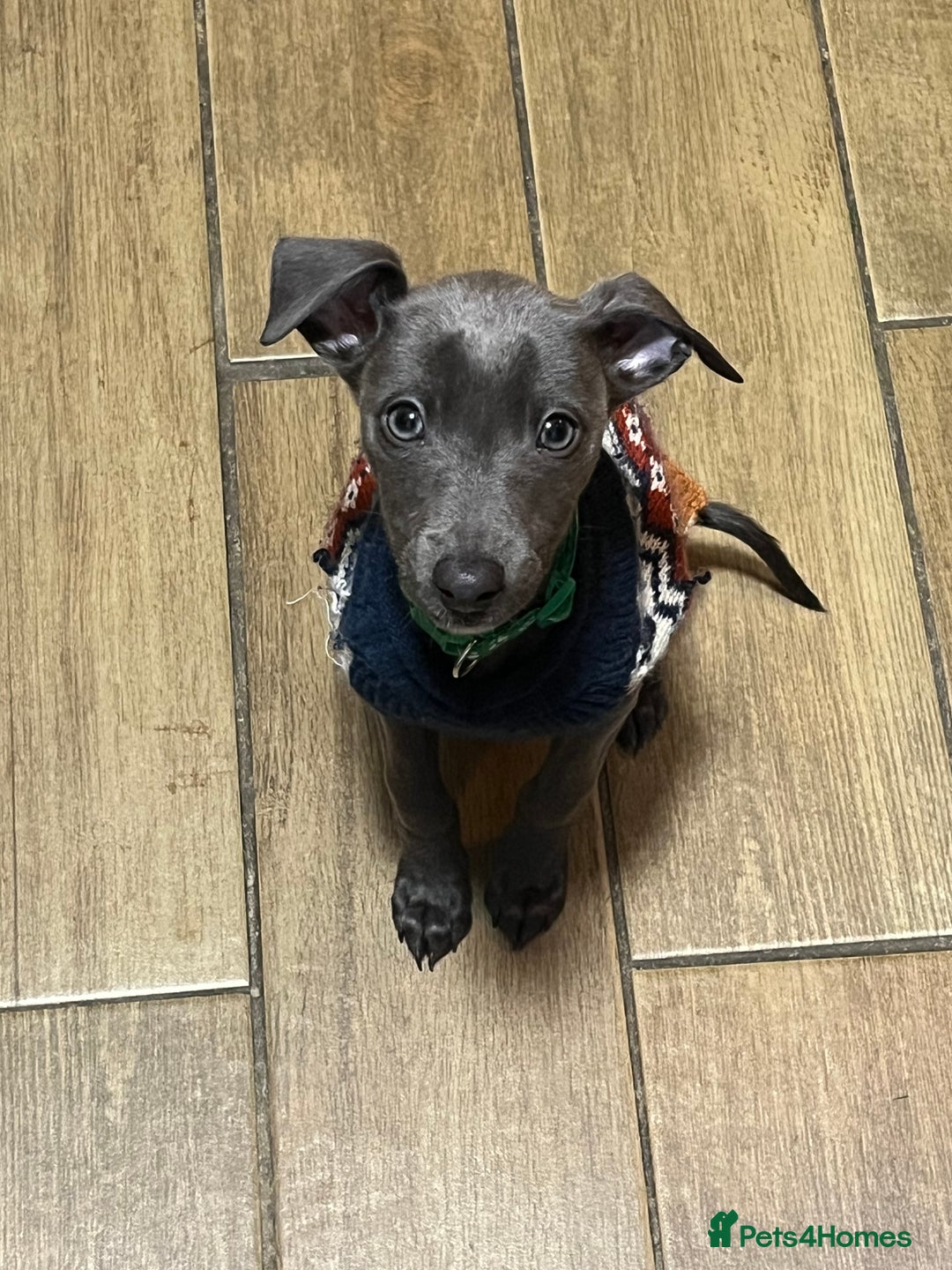 Whippet dogs for sale: 5 month old whippet pup - Advert 2