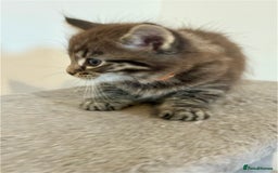 British Longhair cats for sale:  British longhair kittens 3 male 1 female  - Image 14