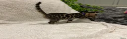 Bengal cats for sale: - Brown & Silver Bengals—Experienced Homes Only - Advert 17