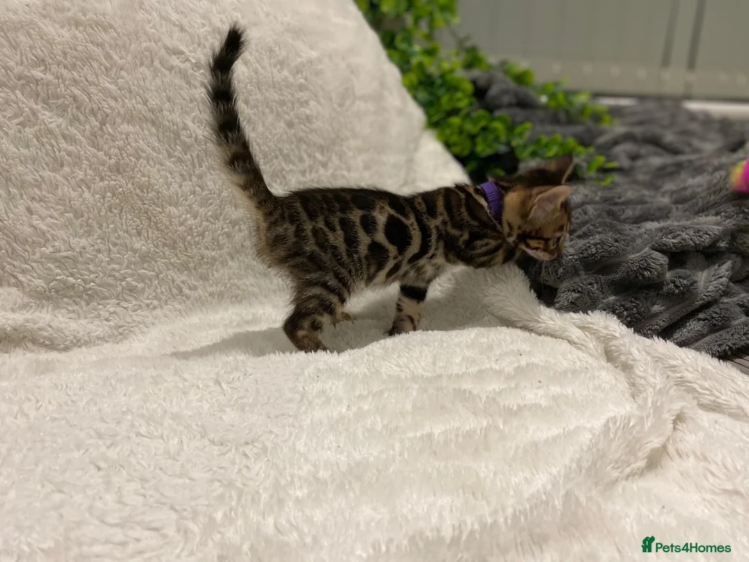 Bengal cats for sale: - Brown & Silver Bengals—Experienced Homes Only - Advert 17