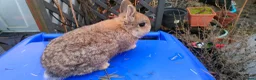 Netherland Dwarf rabbits for sale: Adorably Cute Baby Netherland Dwarves- M and F  - Advert 2