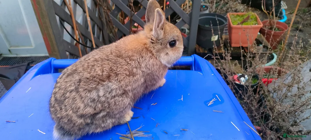 Netherland Dwarf rabbits for sale: Adorably Cute Baby Netherland Dwarves- M and F  - Advert 2