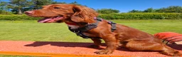 Cocker Spaniel dogs for stud: Rapidgold stud, dna, hips, eyes, gold red at stud in Turriff - Advert 2
