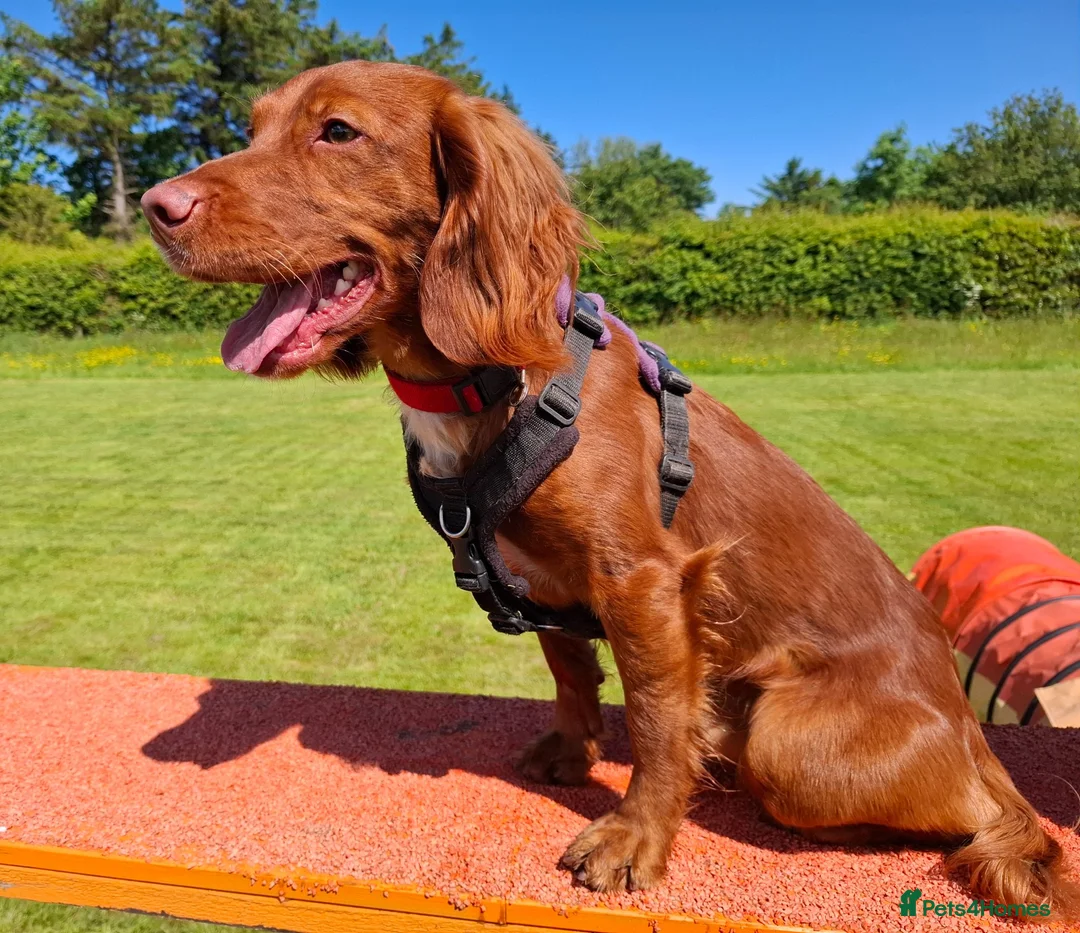 Cocker Spaniel dogs for stud: Rapidgold stud, dna, hips, eyes, gold red at stud in Turriff - Advert 2