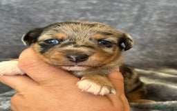 Jack Russell dogs for sale: Beautiful Rare Merle Mini Jack Russell Puppies  - Image 5