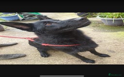 German Shepherd dogs for sale: Stunning German shepherd pups  - Image 2