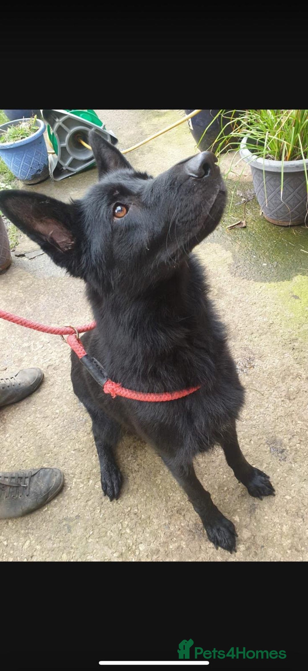 German Shepherd dogs for sale: Stunning German shepherd pups  - Image 2