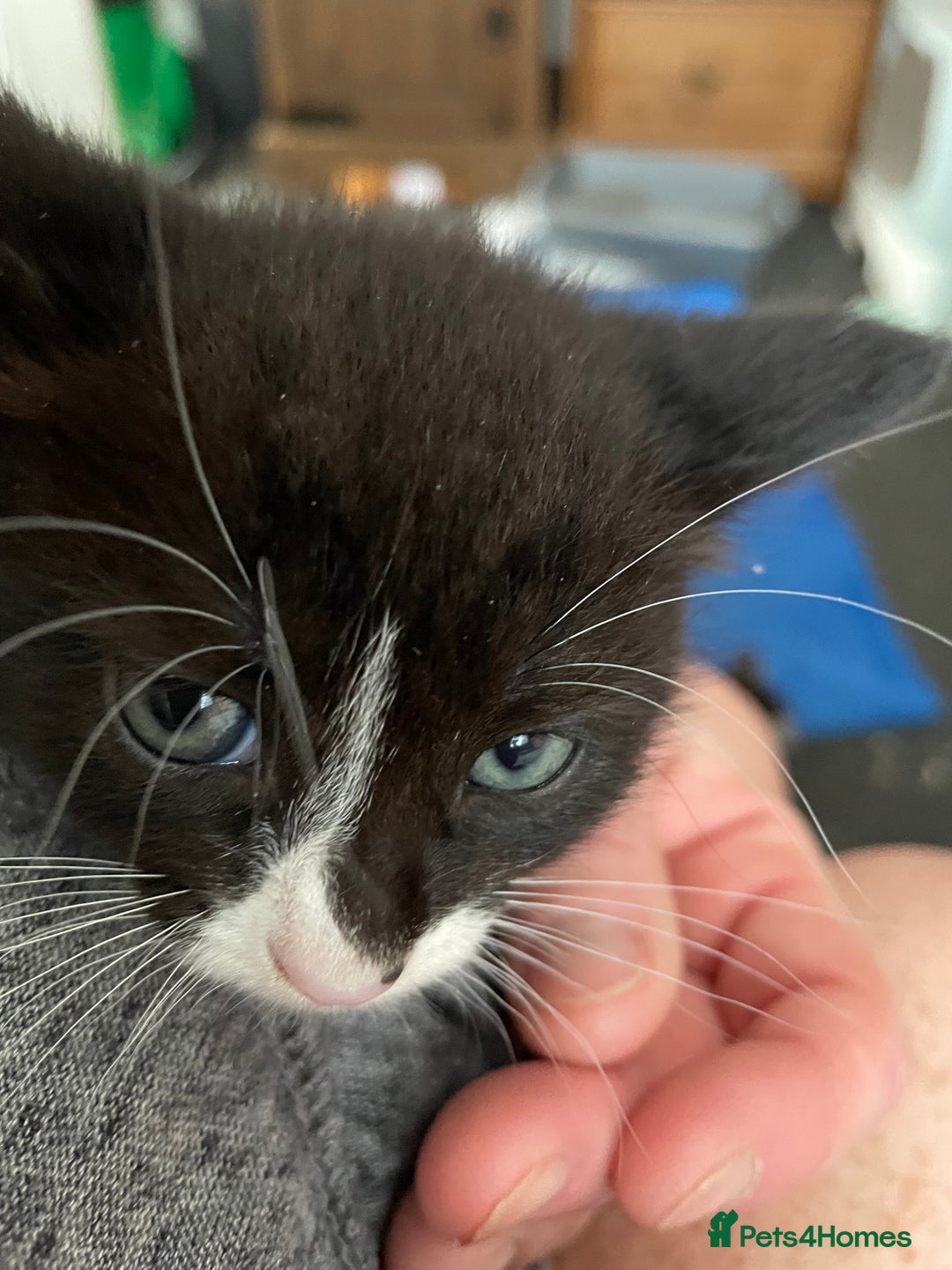 Domestic Shorthair cats for sale: 3 Kittys Available  - Image 3