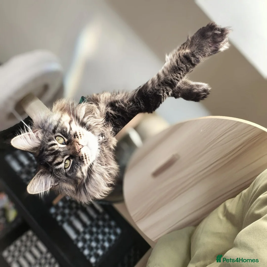 Maine Coon cats for stud: PROVEN XL MAINE COON STUD in Tamworth - Advert 2