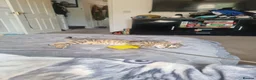Domestic Shorthair cats for sale: Last two gorgeous tortie/tabby female kittens.  - Advert 17