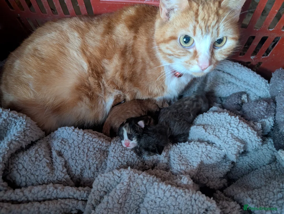 Persian cats for sale: Gorgeous kittens  - Advert 4