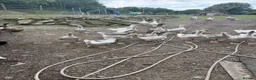 Geese poultry for sale: Franconian & Toulouse geese - Advert 3