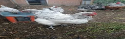 Chickens poultry for sale: Cream Legbar /Blue Splash Orpington Hatching Eggs  - Advert 6