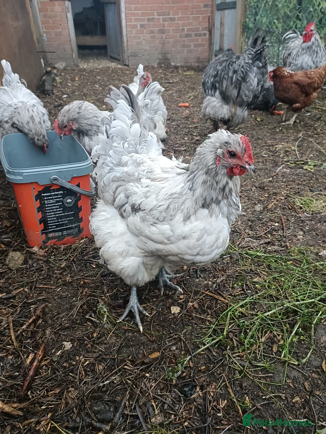 Chickens poultry for sale: Cream Legbar /Blue Splash Orpington Hatching Eggs  - Advert 6