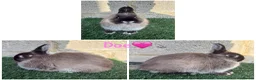 Netherland Dwarf rabbits for sale: Pure breed Netherlands dwarf females  - Advert 1
