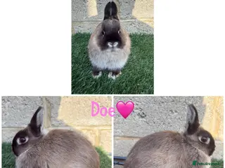 Netherland Dwarf rabbits Pure breed Netherlands dwarf females - Advert 1