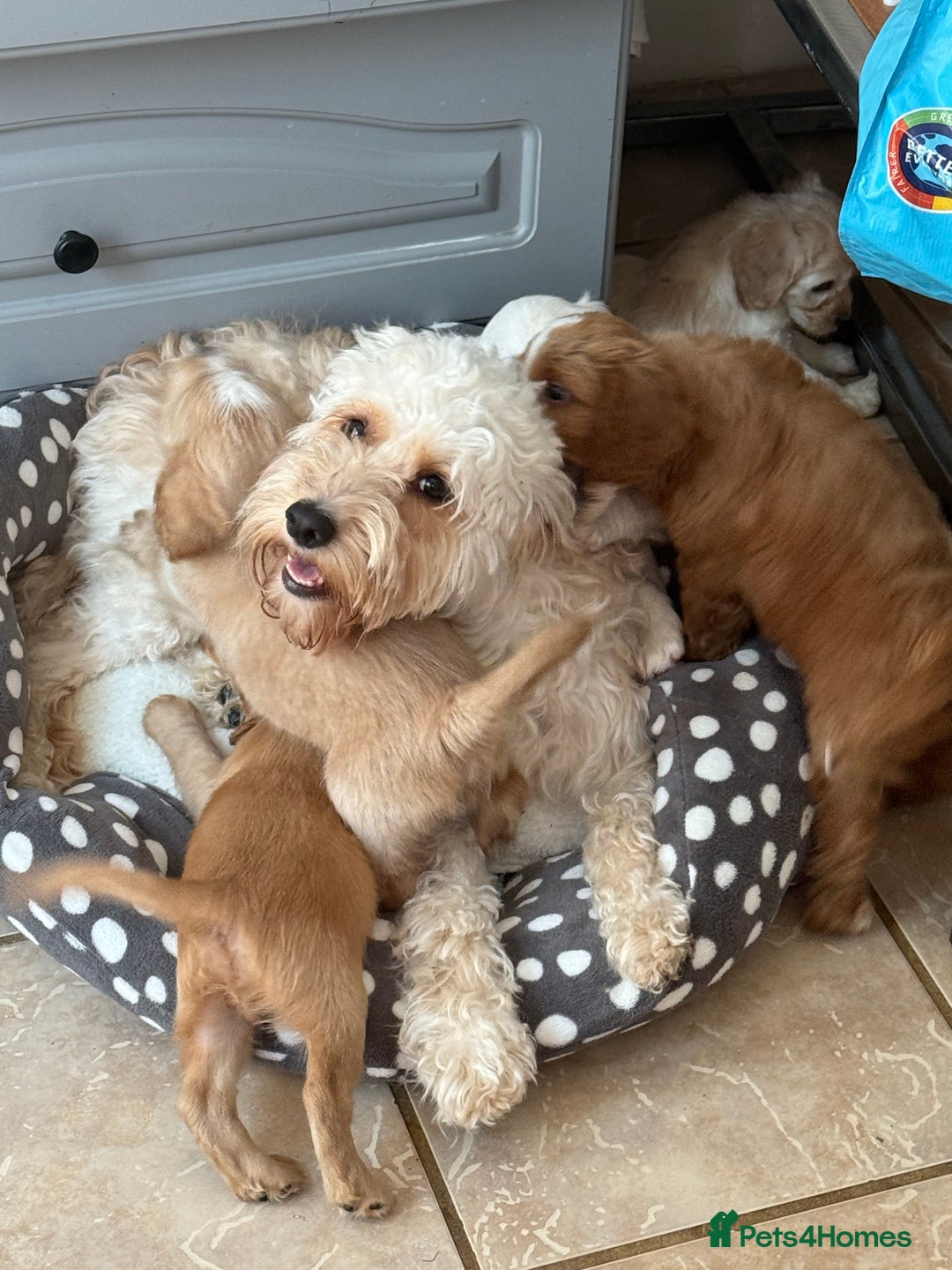 Cockapoo dogs for sale: F2 cockapoo puppies 🐶 ❤️ - Image 33
