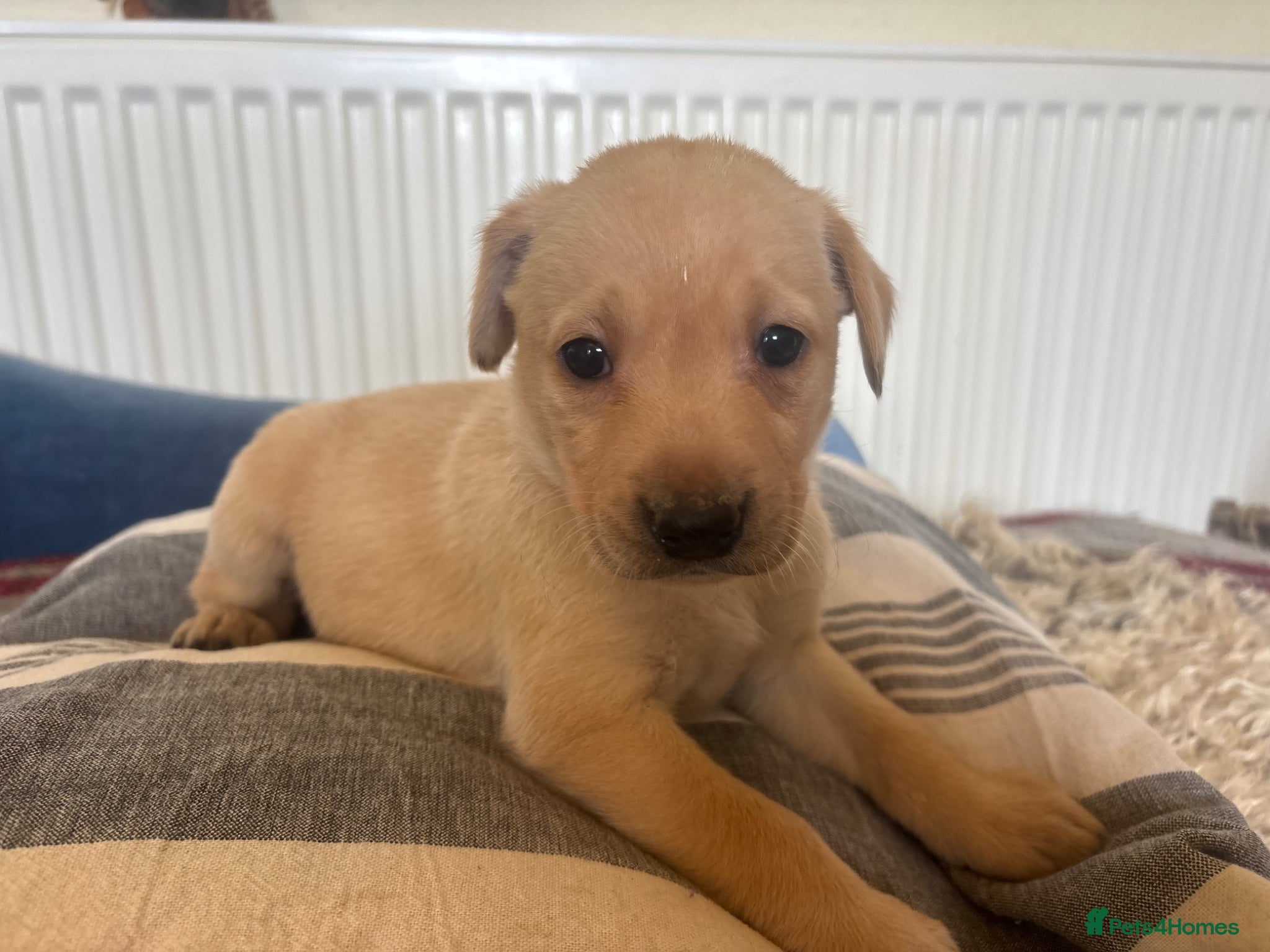 Labrador Retriever dogs One Female KCReg PedLab Pups Parents Health Tested - Advert 1
