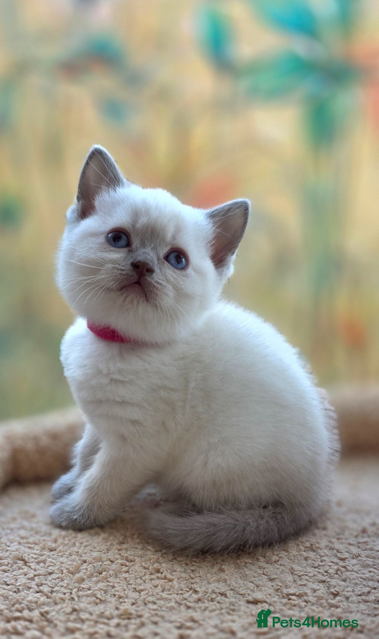 British Shorthair cats Stunning BSH Blue Eyed Kittens - Advert 2