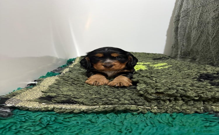 Cocker Spaniel dogs 2 super Black and Tan boy cocker spaniel puppies  - Advert 1
