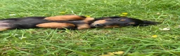 Miniature Dachshund dogs for sale: Beautiful KC reg long haired female  - Advert 7