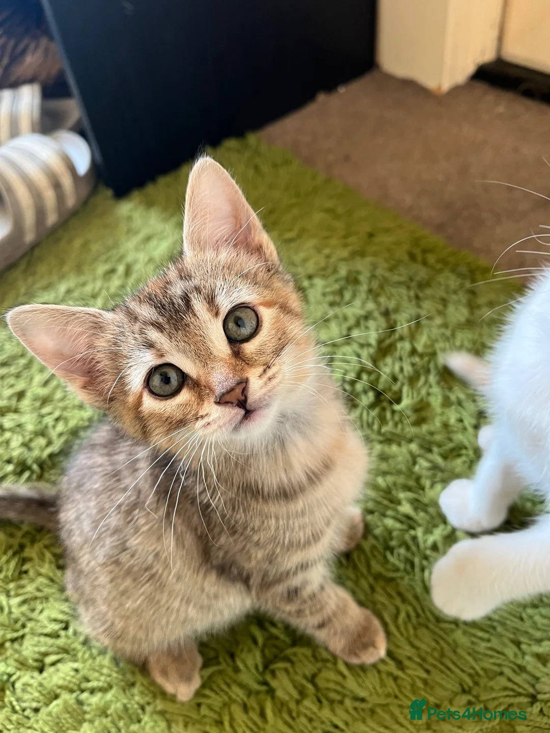 Mixed Breed cats for sale: Kittens  - Advert 17