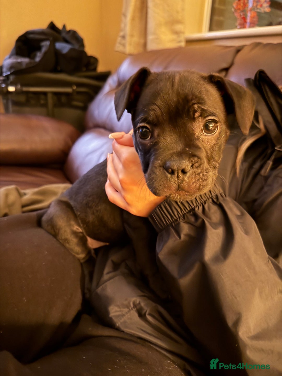 Mixed Breed dogs for sale: French staffys - Image 5