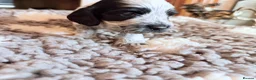 Cocker Spaniel dogs for sale: KC  Show cocker spaniel pups - Advert 16