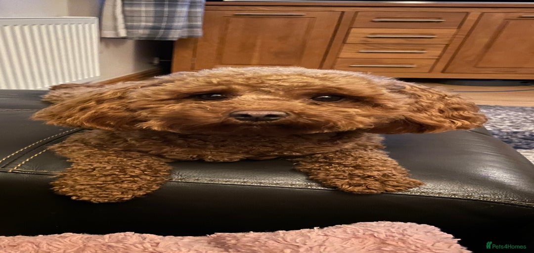 Gallery Image {{count}}